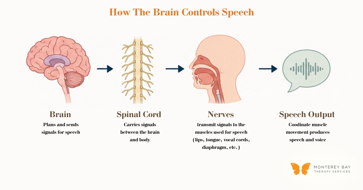 Diagram of How Dysarthria Affects How the Brain Controls Speech | Monterey Bay Therapy Services | Speech & Occupational Therapy Across California